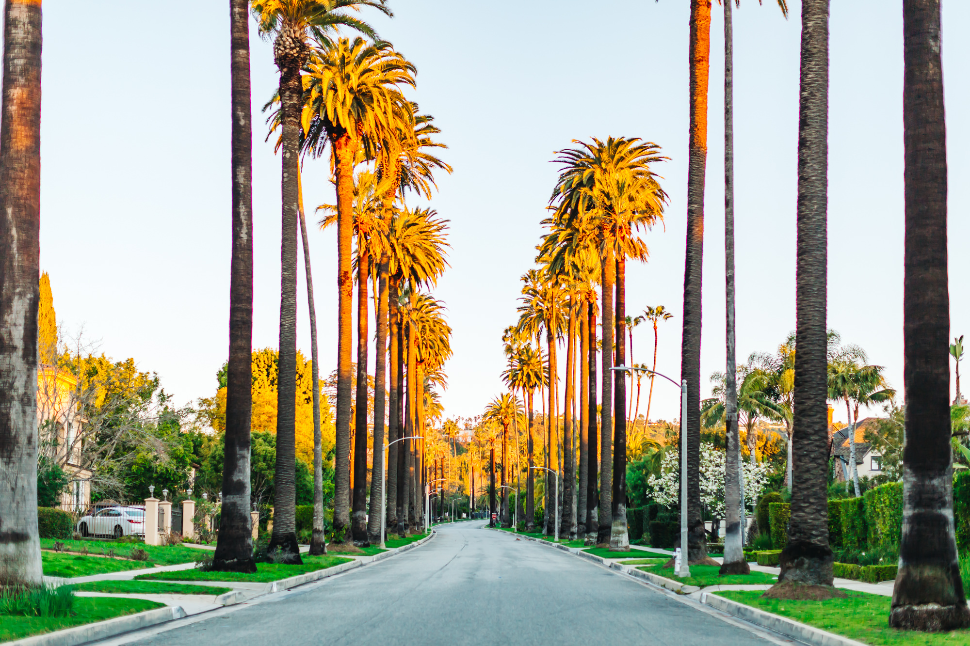 Palm trees on Rodeo Drive, Beverly Hills